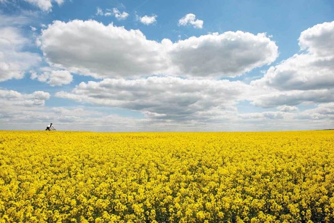 Field Scenery